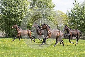 A herd of young stallions go to pasture for the first time on a sunny spring day. Blue sky. Galloping dressage and jumping horse