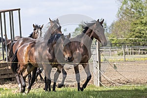 A herd of young stallions go to pasture for the first time on a sunny spring day. Blue sky. Galloping dressage and jumping horse