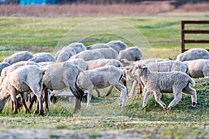 A herd of young trimmed sheep lambs graze in the meadow on a sunny evening. Against the background of grass. Horizontal