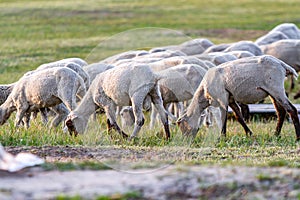 A herd of young trimmed sheep lambs graze in the meadow on a sunny evening. Against the background of grass. Horizontal