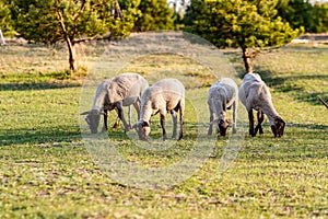 A herd of young trimmed sheep lambs graze in the meadow on a sunny evening. Against the background of grass and trees