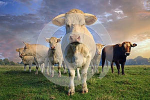 Herd of young white cows on green meadow