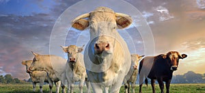 Herd of young white cows on green meadow