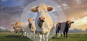 Herd of young white cows at sunset