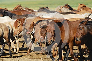 Herd of the young wild Mongolian horses in steppe in Kharkhorin, Mongolia.