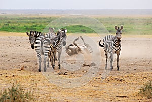 Herd of zebra