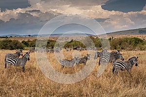 a herd of zebra