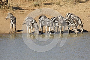 Herd of Zebra drinking, South Africa