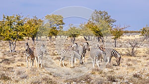 A herd of Zebra  Equus Burchelli in a breathtaking landscape, Etosha National Park, Namibia.
