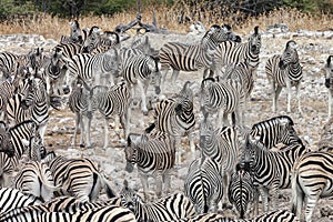 Herd of Zebra - Etosha National Park - Namibia