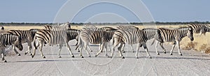 Herd of Zebra - Etosha National Park - Namibia