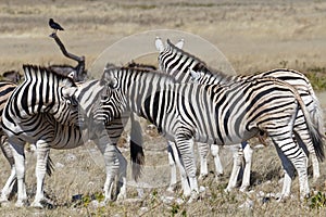 A herd of zebra, Etosha National Park, Namibia, Africa