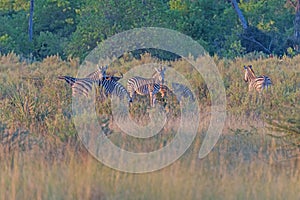 A Herd of Zebra Feeding in the Grasses in the Evening