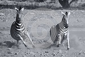 Herd of zebra fleeing from danger at dusty waterhole artistic co