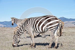 Herd of zebra grazing in drought parched field
