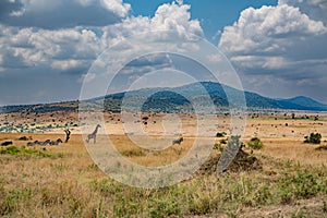 a herd of zebra grazing on the plains