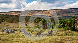 A herd of zebra grazing on the plains of masai mary