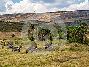 herd of zebra grazing on the plains of masai mary