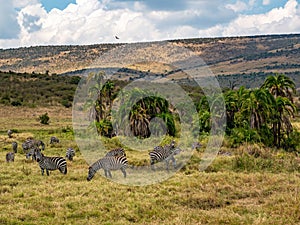 A herd of zebra grazing on the plains of masai mary