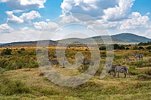 A herd of zebra grazing on the plains of masai mary
