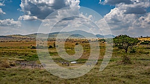 A herd of zebra grazing on the plains of masai mary