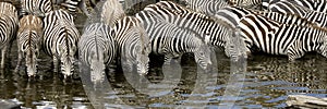 Herd of zebra at Masai mara Kenya