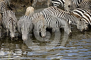 Herd of zebra at Masai mara Kenya