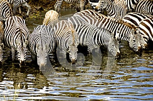 Herd of zebra at Masai mara Kenya