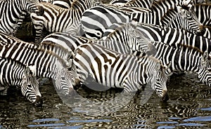 Herd of zebra at Masai mara Kenya