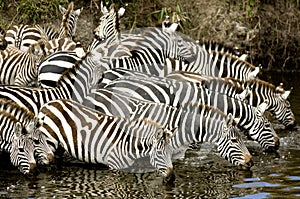 Herd of zebra at Masai mara Kenya