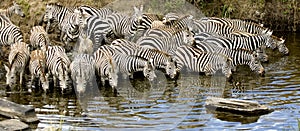 Herd of zebra at Masai mara Kenya