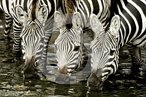 Herd of zebra at Masai mara Kenya photo