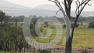 Herd of Zebra in Natural Real Africa Savanna