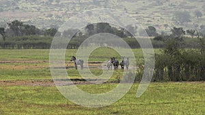 Herd of Zebra in Natural Real Africa Savanna