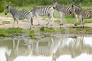 Herd of Zebra reflected at watering pond in Umfolozi Game Reserve, South Africa, established in 1897 photo