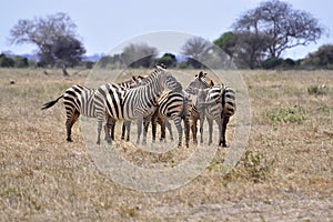 Herd of zebra's