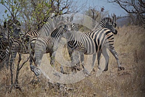A herd of Zebra\'s on a beautiful display in the dry bush veld.