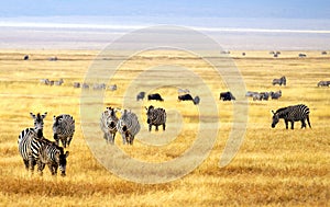 Herd of zebra's at a national park in Africa