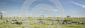 Herd of zebra in the Serengeti