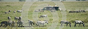 Herd of zebra in the Serengeti