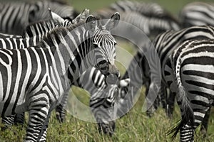 Herd of zebra in the Serengeti