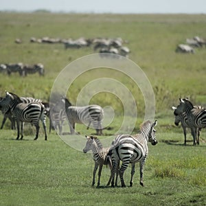 Herd of zebra in the Serengeti