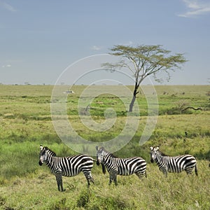 Herd of zebra in the Serengeti