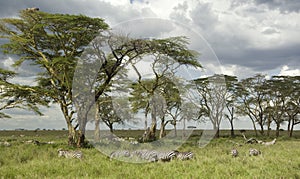 Herd of zebra in the serengeti plain