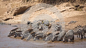 Herd of zebra standing at the edge of Mara River drinking in Masai Mara Kenya