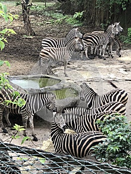 a herd of zebra standing in a fenced in area
