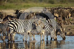 Herd of zebra standing in a line drinking water watching sunset with a herd of wildebeest in the background in Tanzania