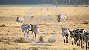 Herd of Zebra Walking Away With Birds Flying