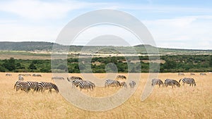 Herd of zebra walking and eating grass in Savanna grassland at Masai Mara