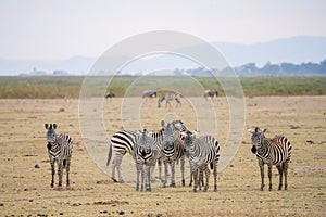 Herd of zebra walking and eating grass in Savanna grassland at Masai Mara
